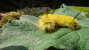 AMERICAN DAGGER MOTH